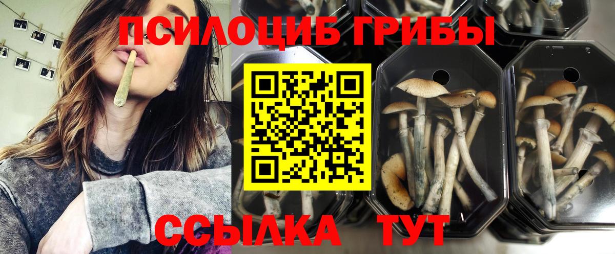 Мценск  Псилоцибиновые грибы Psilocybe  Вход с VPN  Псилоцибиновые грибы MAGIC MUSHROOMS 